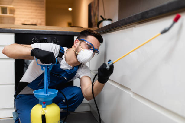 Best Rat Extermination Near Me  in Bellevle, IL