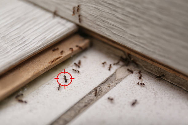 Best Pest Control for Homes  in Bellevle, IL