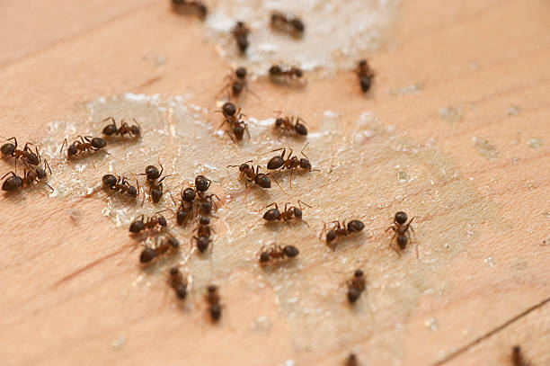 Best Pest Control Near Me  in Bellevle, IL