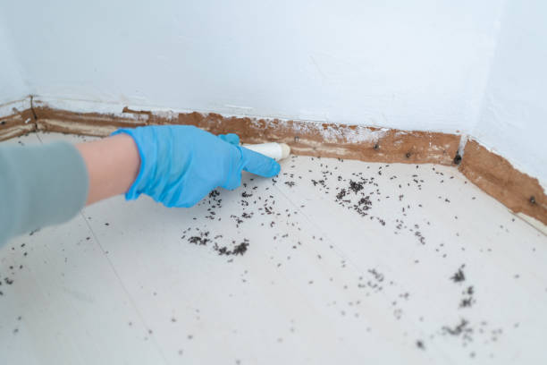 Best Best Pest Control Companies  in Bellevle, IL